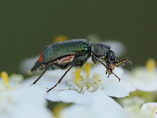 Cordylepherus viridis