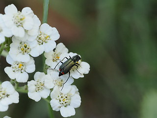 Cordylepherus viridis