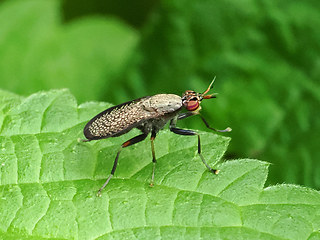 Coremacera marginata