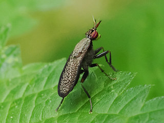 Coremacera marginata