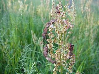 Coreus marginatus