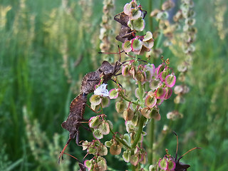 Coreus marginatus