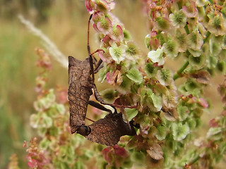 Coreus marginatus