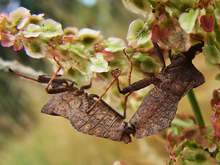 Coreus marginatus