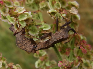 Coreus marginatus