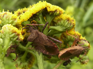 Coreus marginatus