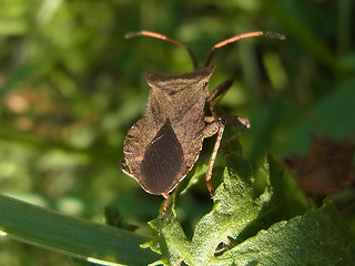 Coreus marginatus