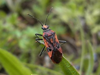 Corizus hyoscyami