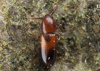 Corticeus bicolor