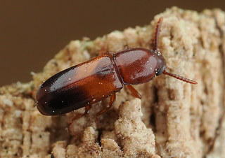 Corticeus bicolor