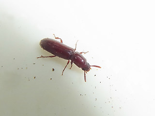 Corticeus unicolor