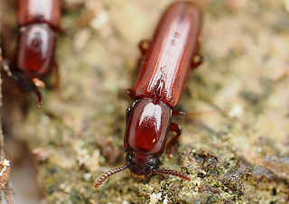 Corticeus unicolor