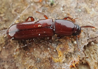 Corticeus unicolor