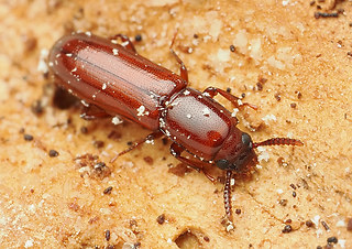 Corticeus unicolor