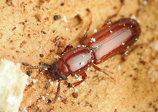 Corticeus unicolor
