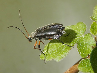 Cortodera femorata