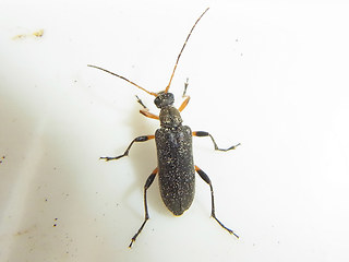 Cortodera femorata