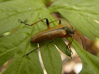 Cortodera humeralis