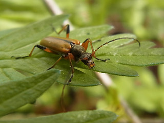 Cortodera humeralis