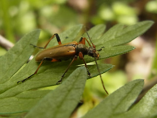 Cortodera humeralis