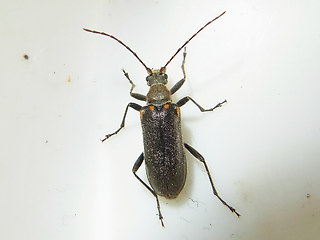 Cortodera humeralis