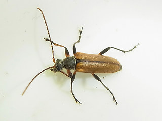 Cortodera humeralis