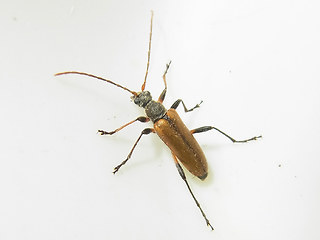 Cortodera humeralis