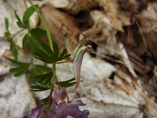 Corydalis solida