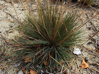 Corynephorus canescens