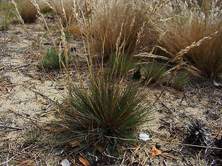Corynephorus canescens
