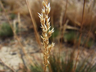 Corynephorus canescens