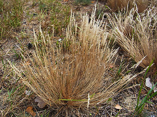 Corynephorus canescens