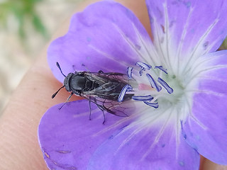 Corynis obscura