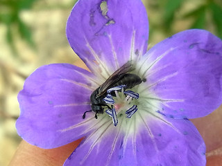 Corynis obscura