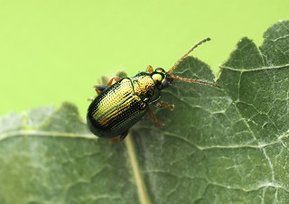 Crepidodera fulvicornis