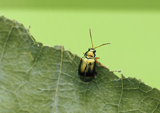 Crepidodera fulvicornis