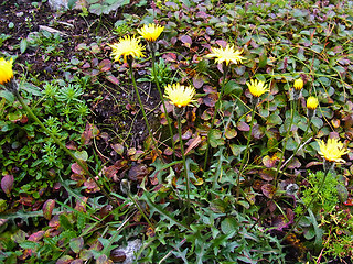 Crepis alpestris