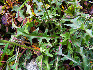 Crepis alpestris