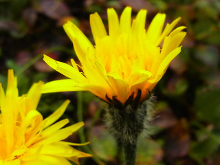 Crepis alpestris