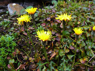 Crepis alpestris