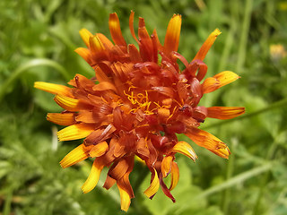 Crepis aurea