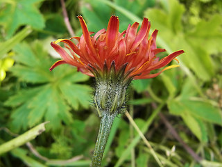 Crepis aurea