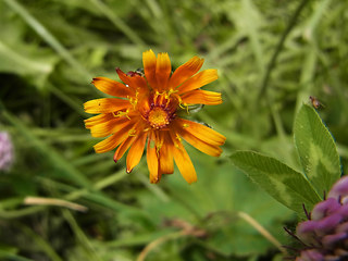 Crepis aurea