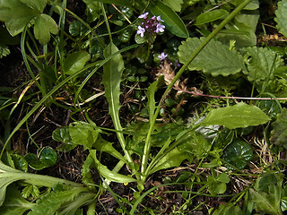 Crepis aurea