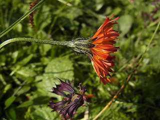 Crepis aurea