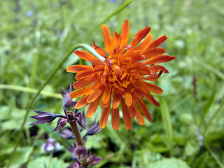 Crepis aurea