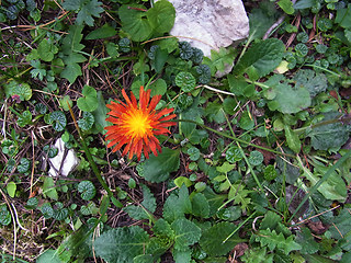 Crepis aurea