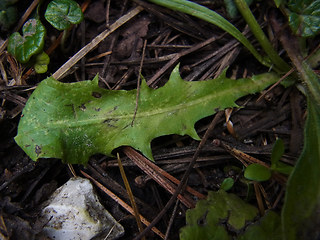 Crepis aurea