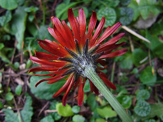 Crepis aurea