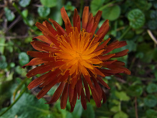 Crepis aurea